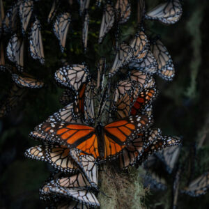 Monarch Butterflies in Pacific Grove