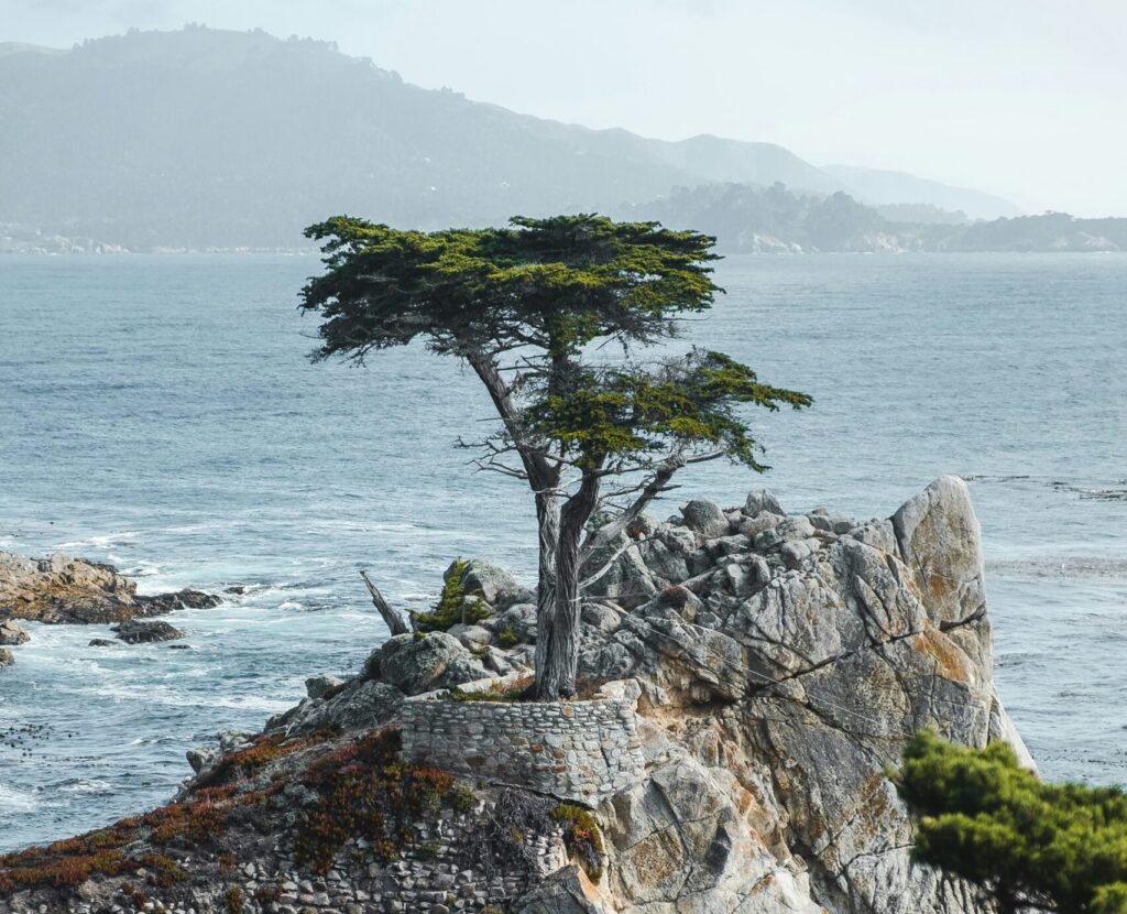 Lonely Cypress in Pebble Beach CA