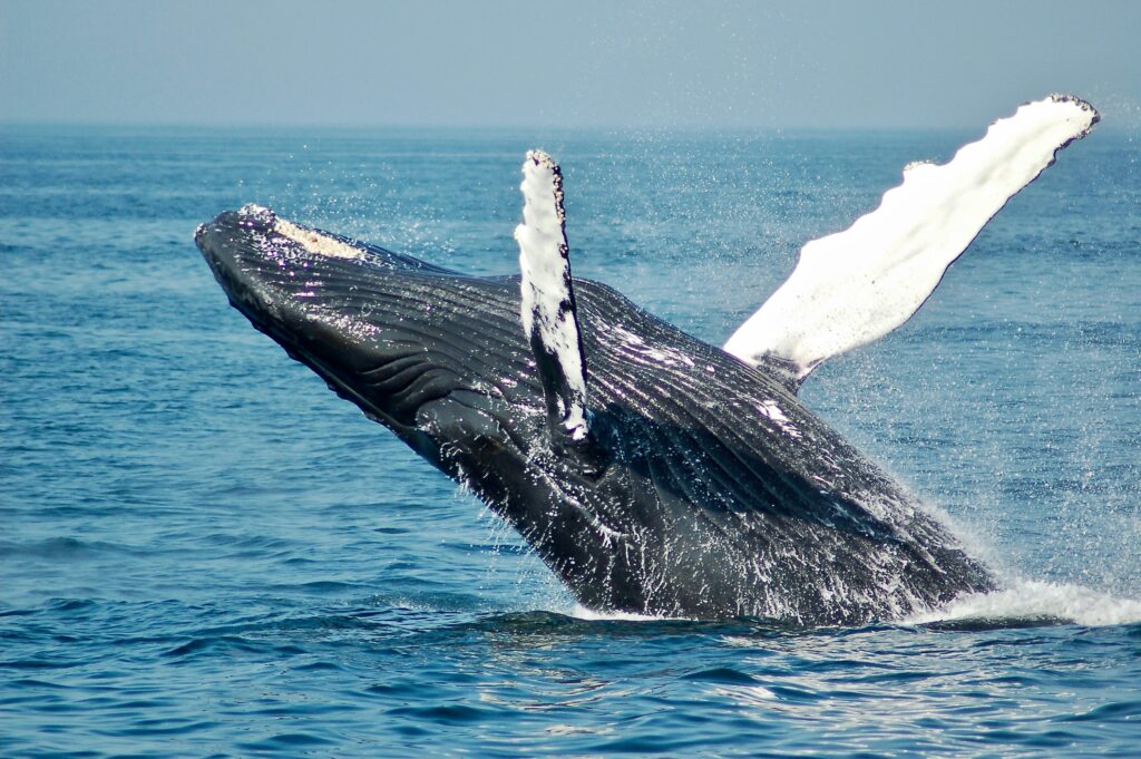 Whale rising out of the water in Monterey Bay