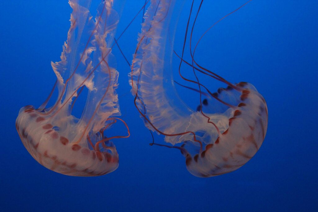 Jellyfish exhibit at the Monterey Bay Aquarium