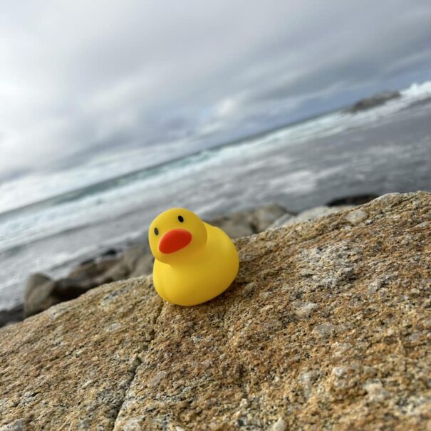 Celebrate National Rubber Ducky Day with De Anza Inn