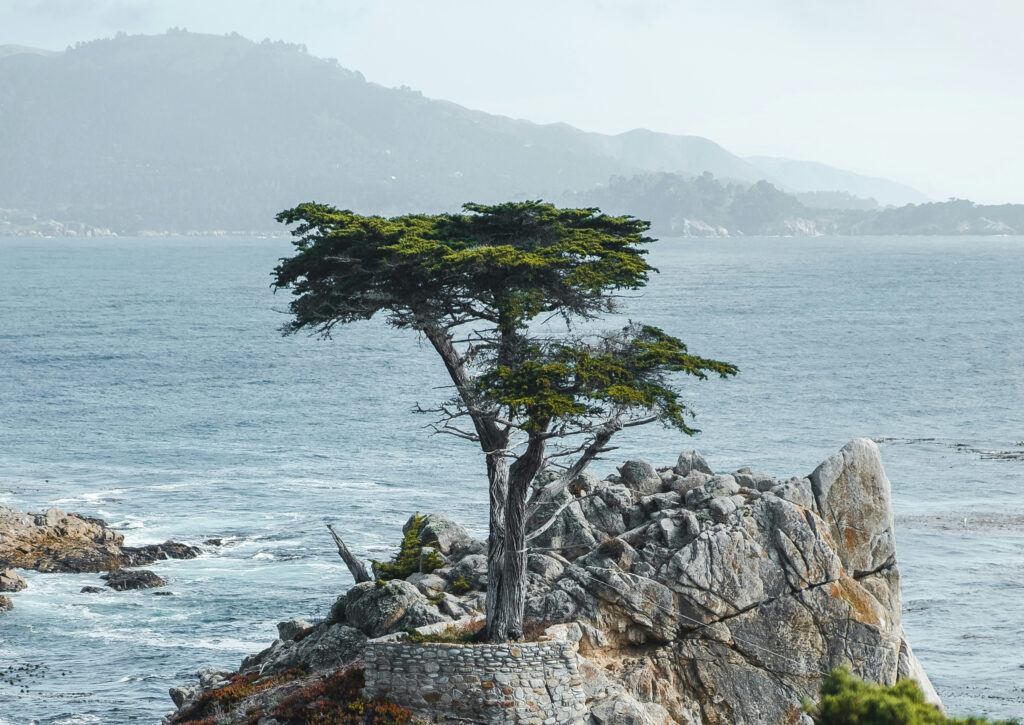 5 Romantic Things to Do in Monterey in February 2025